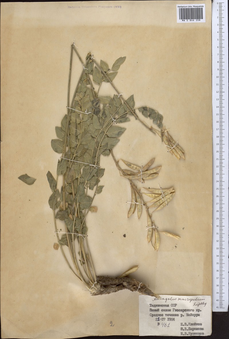 Astragalus macropodium photo 2