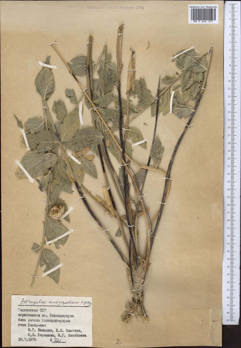 Astragalus macropodium photo 3