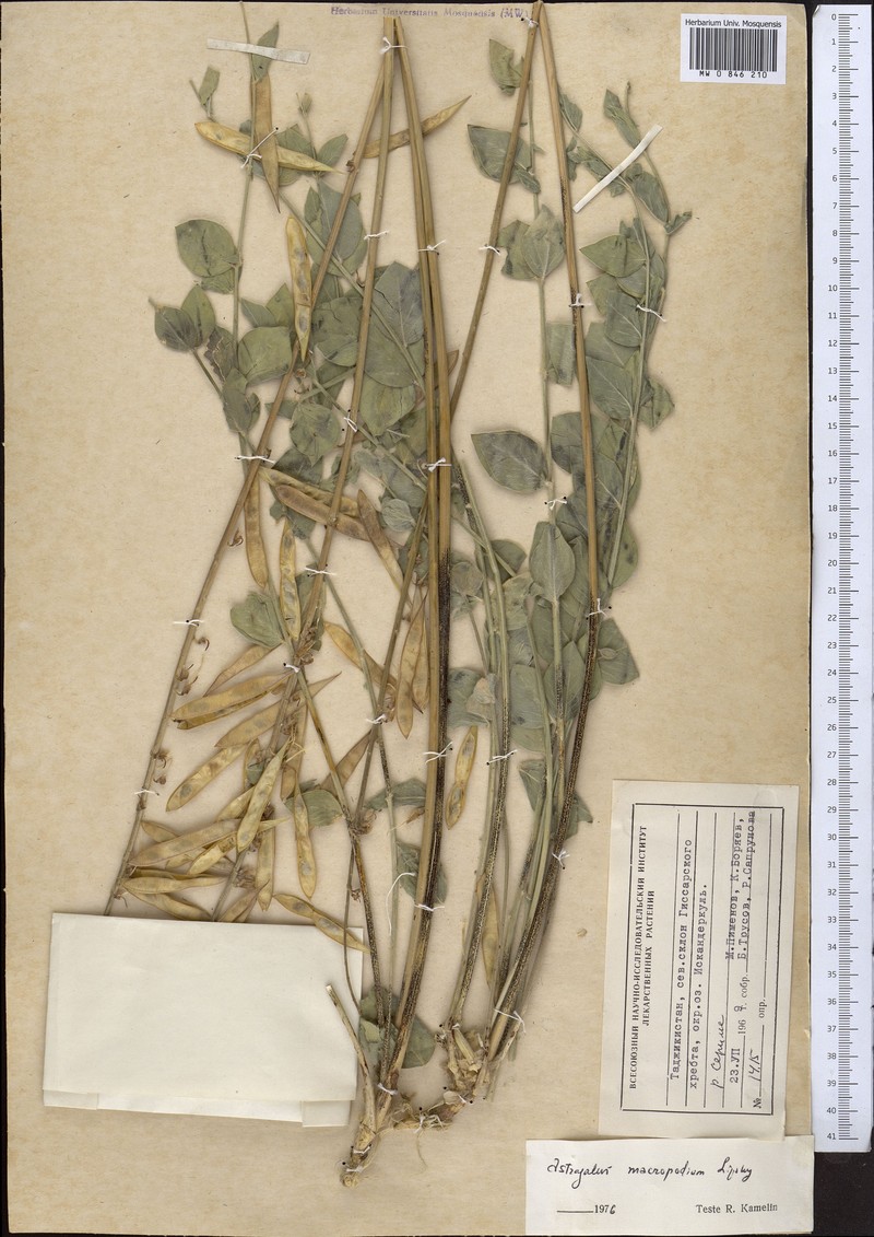 Astragalus macropodium photo 4