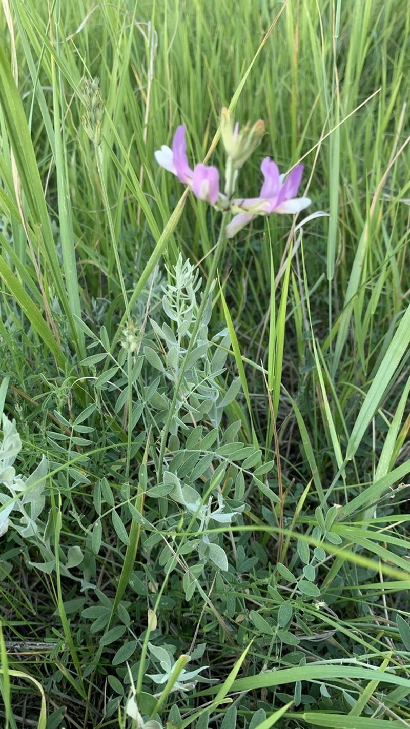 Astragalus macropus