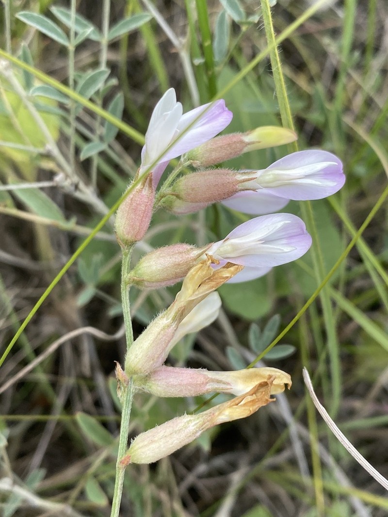 Astragalus macropus photo 2