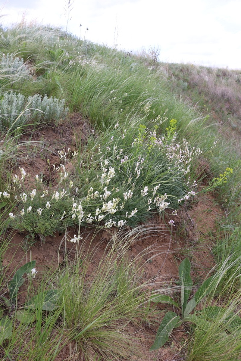 Astragalus macropus photo 3