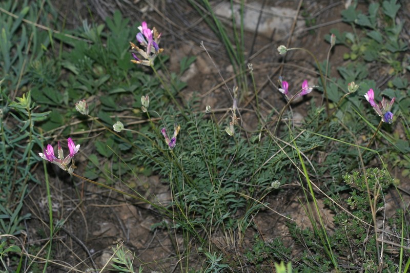 Astragalus macropus photo 4