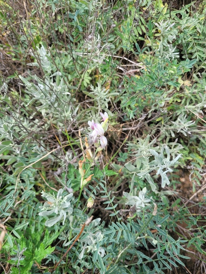 Astragalus macropus photo 5