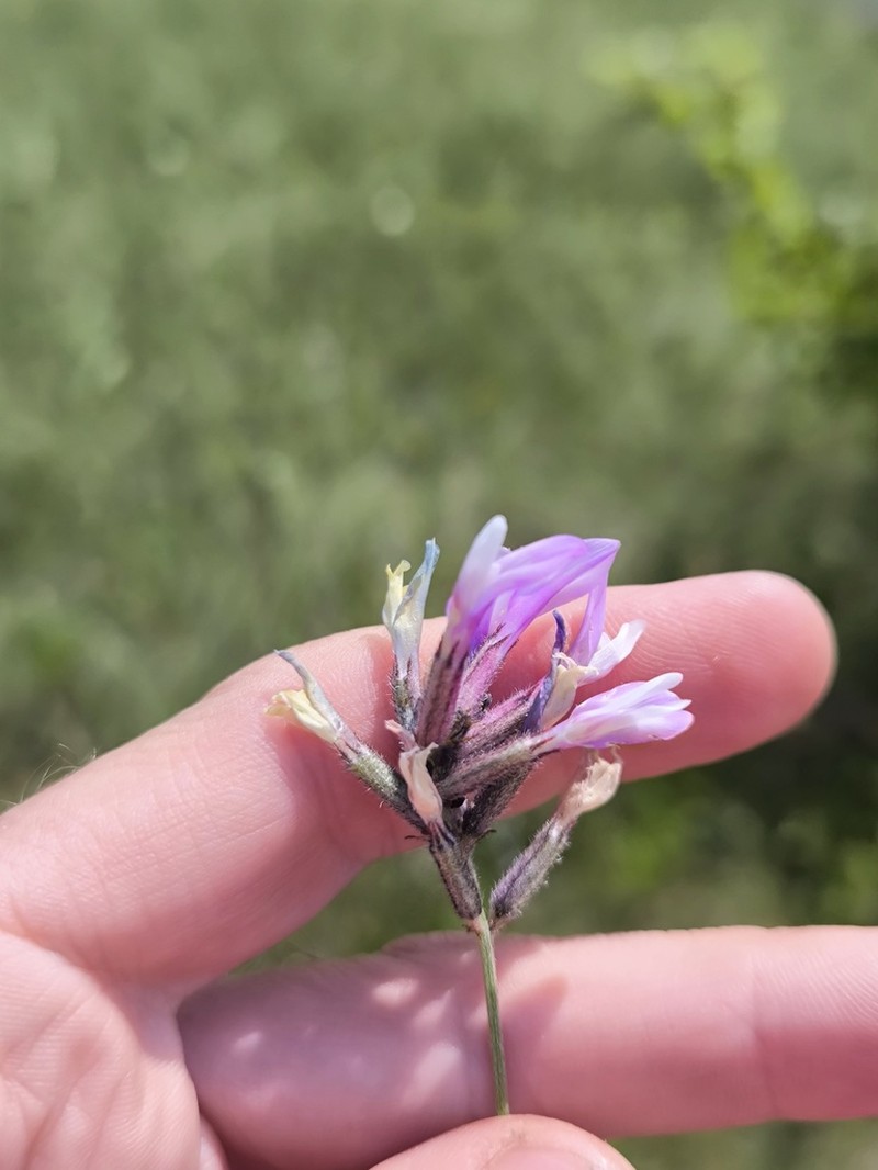 Astragalus macropus photo 6