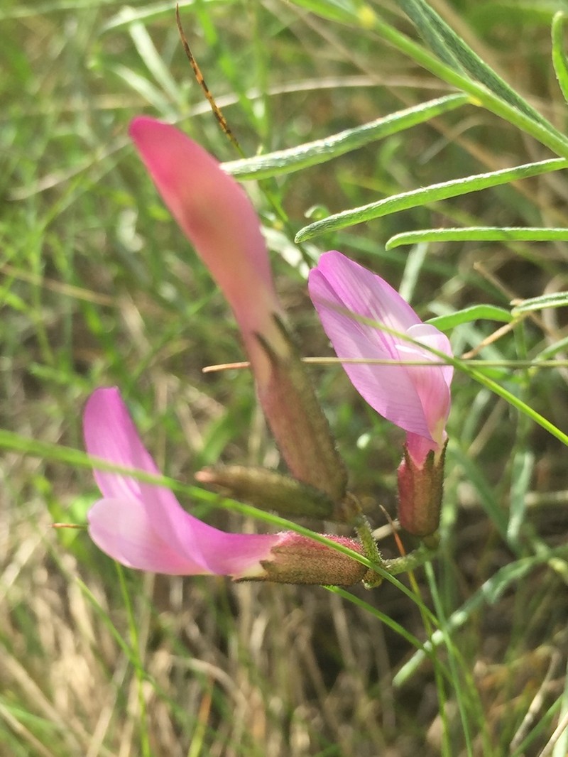 Astragalus macropus photo 7