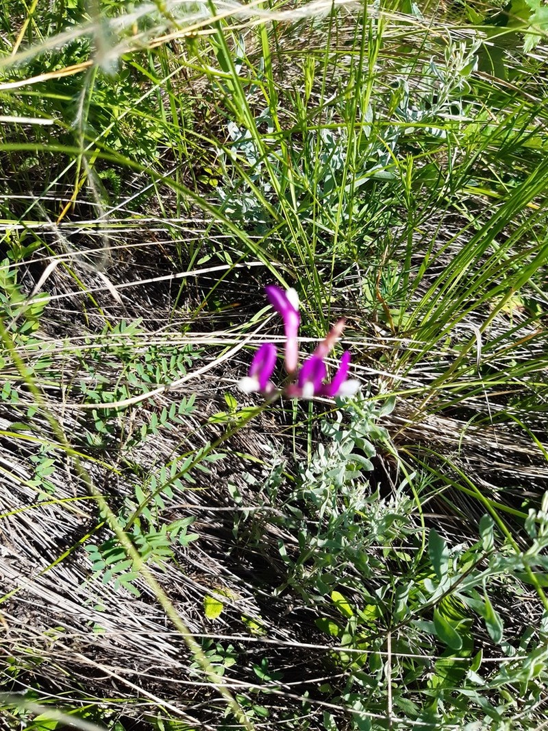 Astragalus macropus photo 8