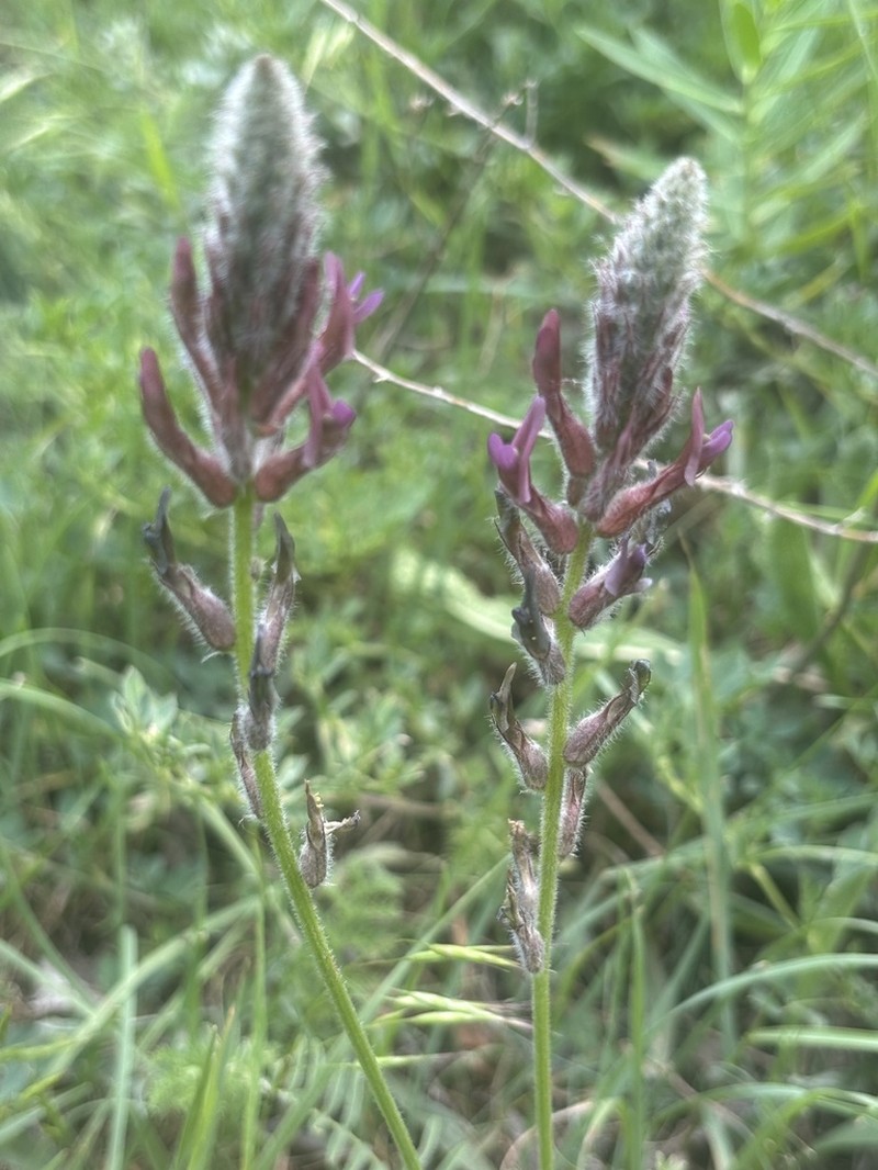 Astragalus macrostachys