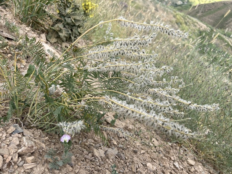 Astragalus macrostachys photo 2