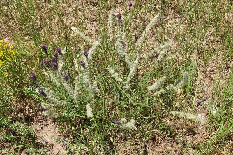 Astragalus macrostachys photo 3