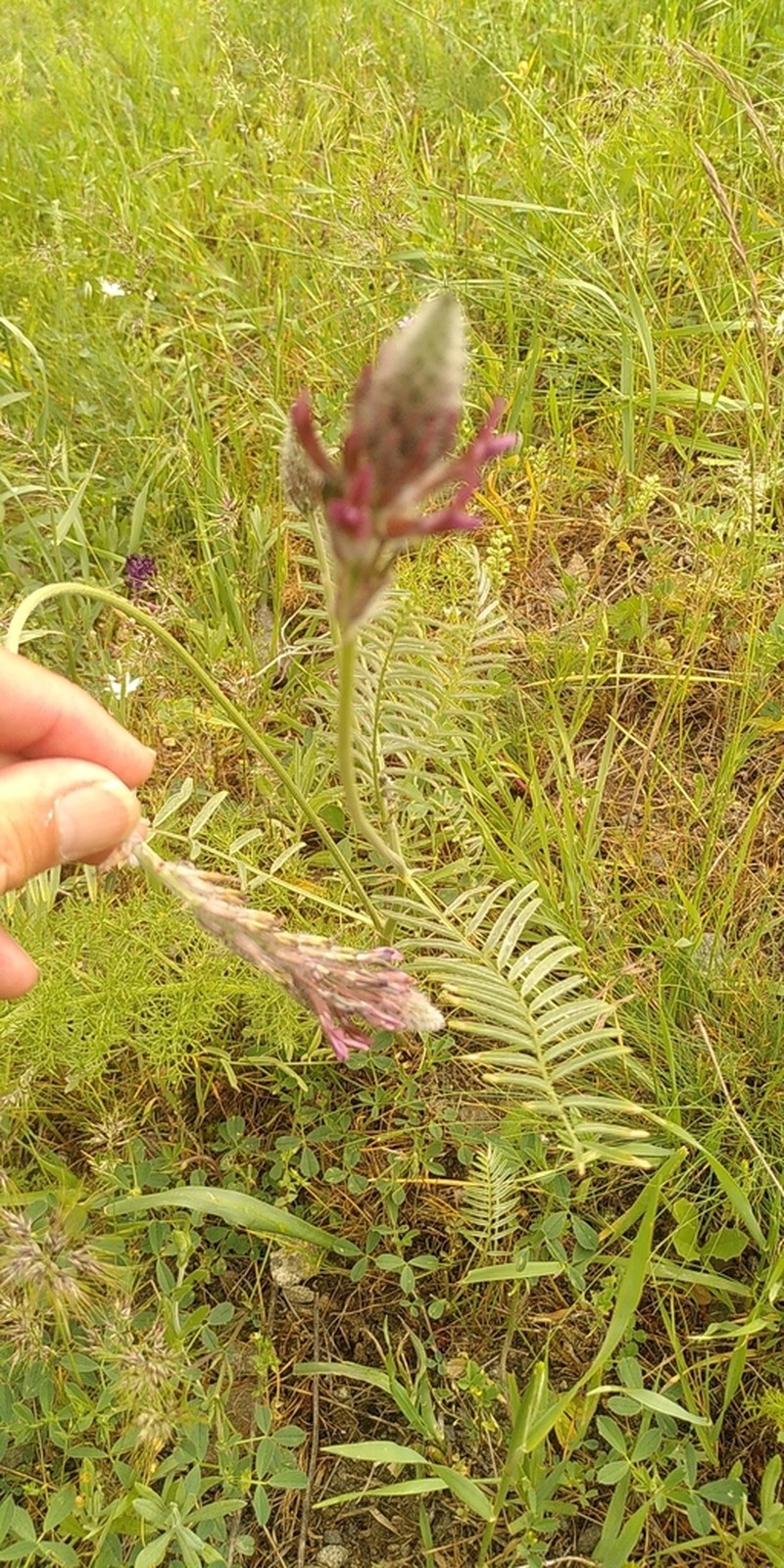 Astragalus macrostachys photo 4