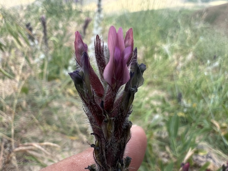 Astragalus macrostachys photo 5