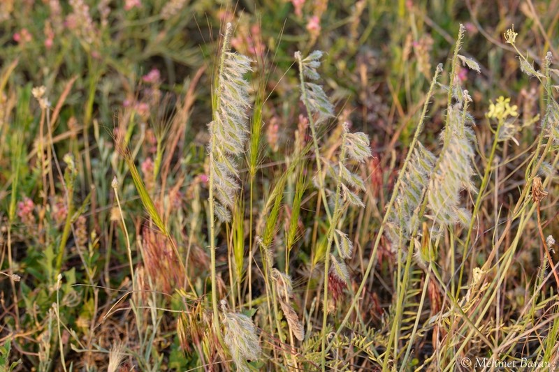 Astragalus macrostachys photo 6