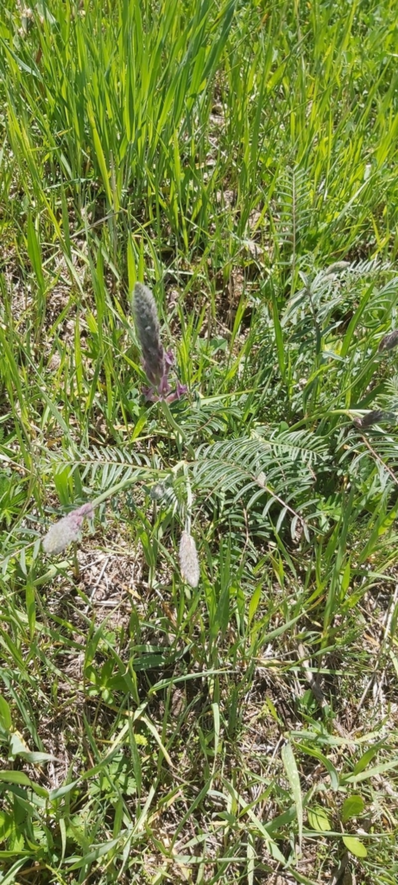 Astragalus macrostachys photo 7