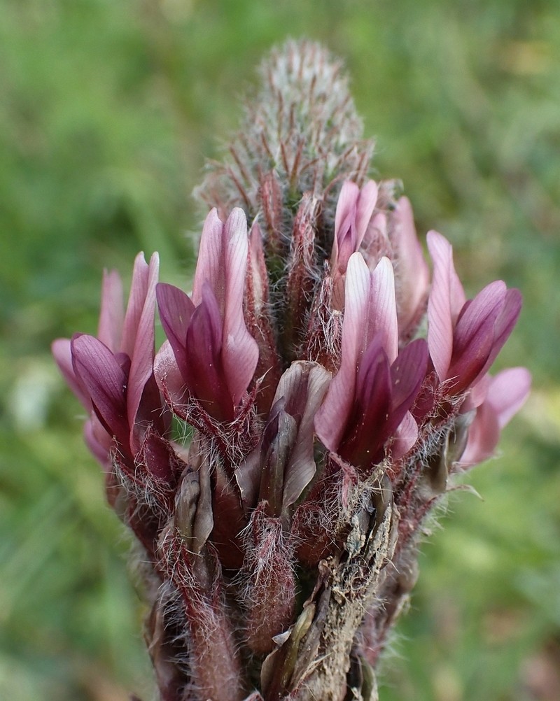 Astragalus macrostachys photo 8