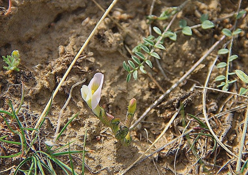 Astragalus macrotropis