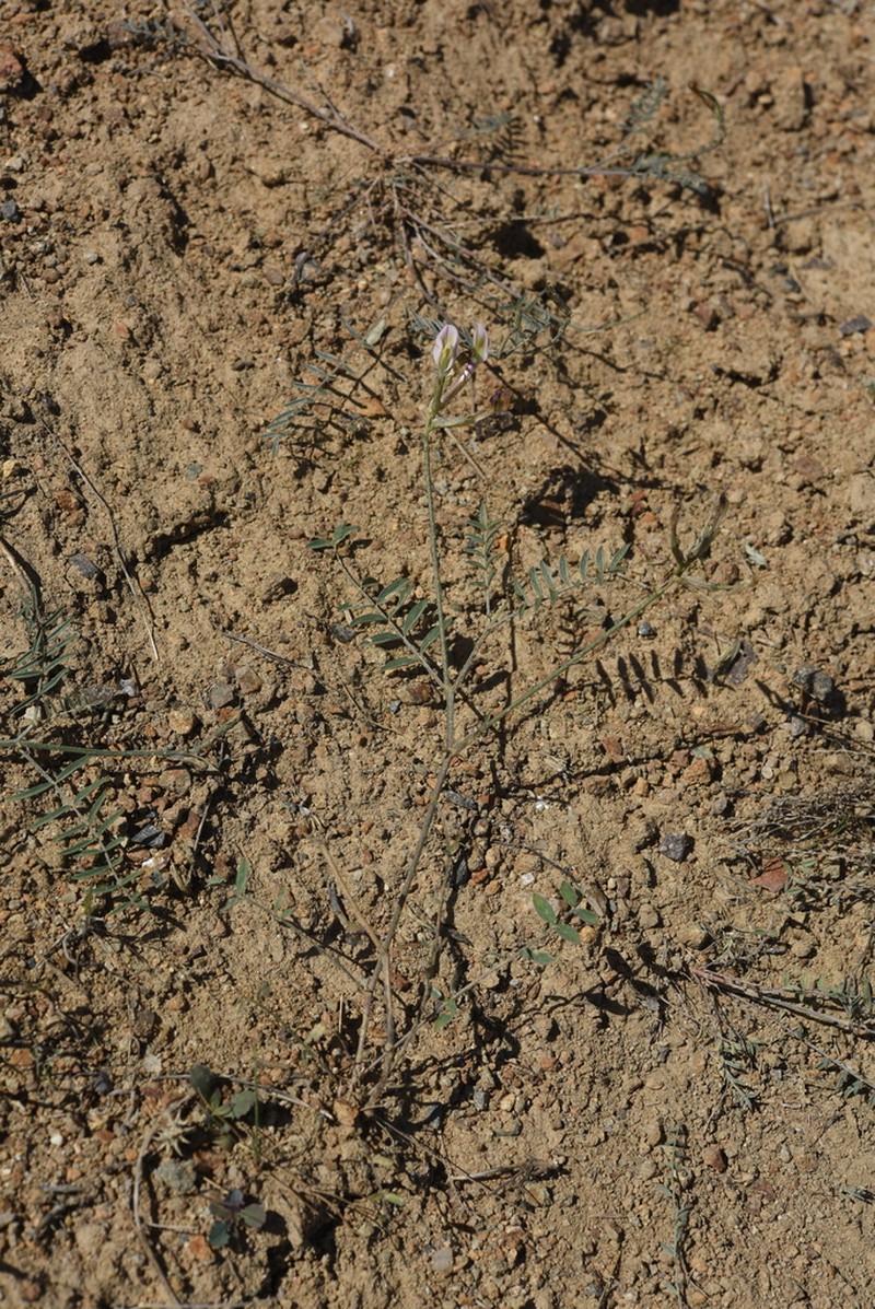 Astragalus macrotropis photo 2