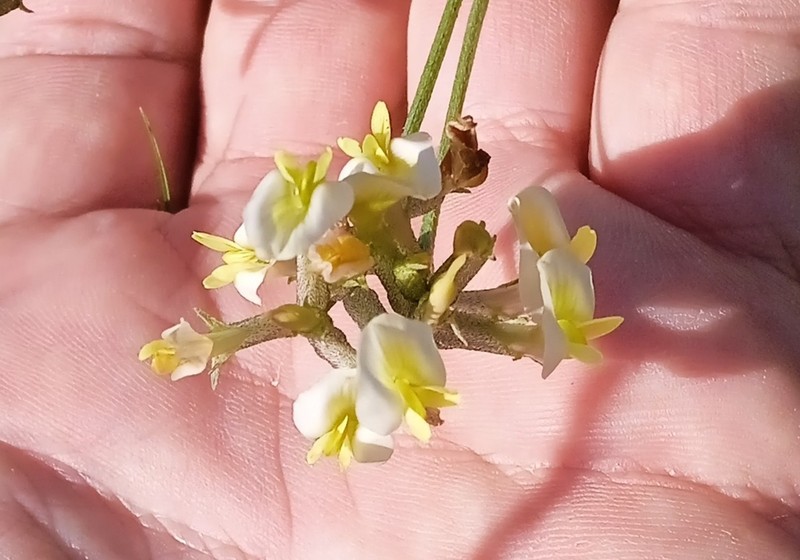 Astragalus macrotropis photo 3