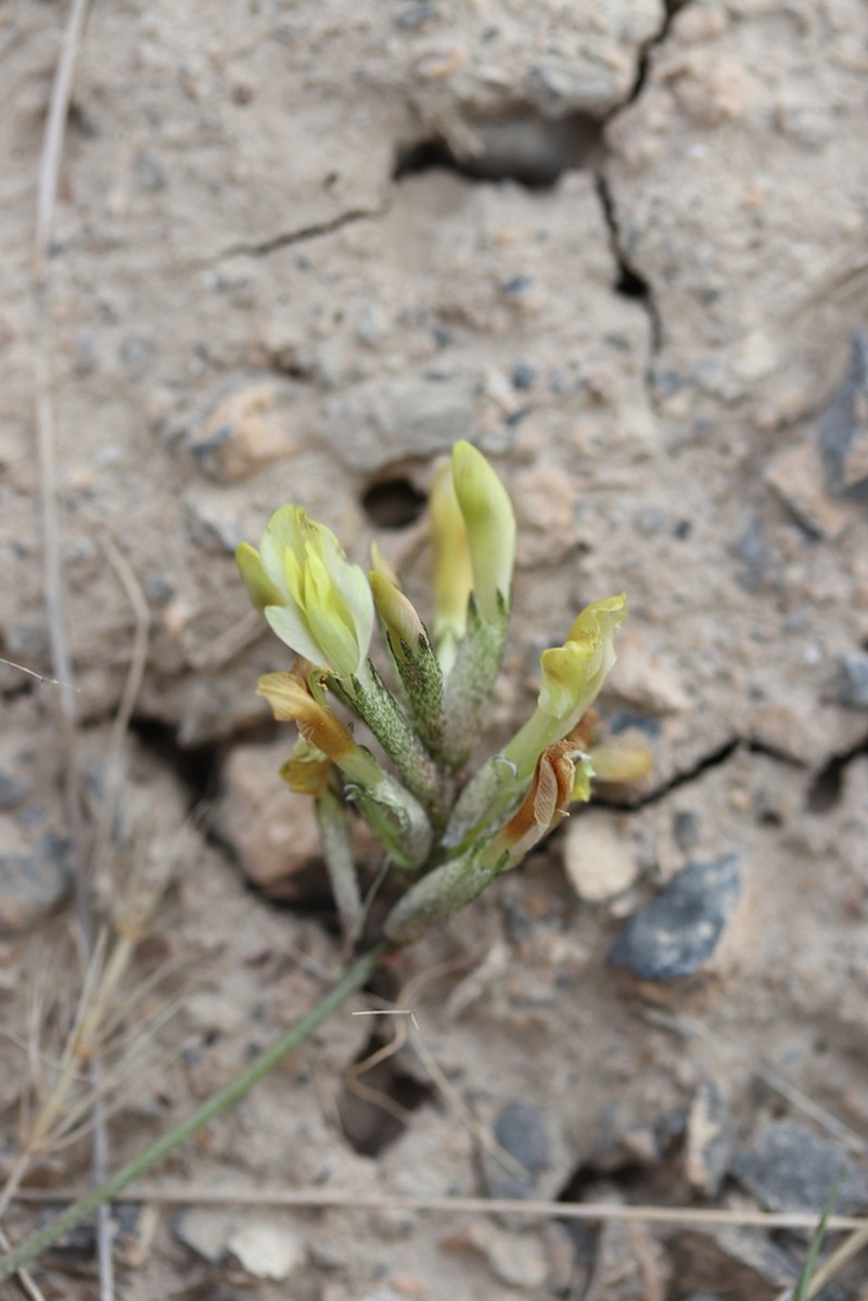 Astragalus macrotropis photo 4