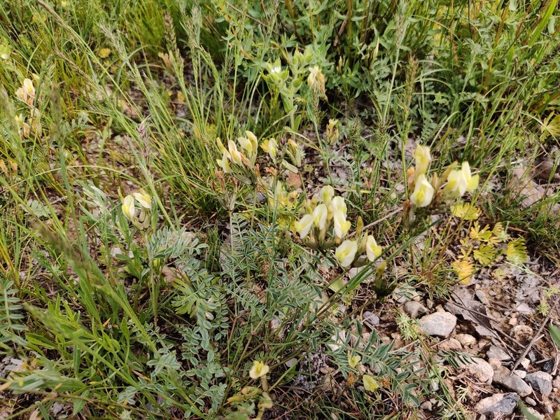 Astragalus macrotropis photo 5