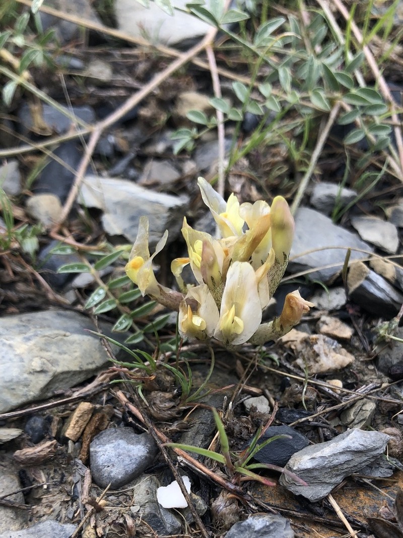 Astragalus macrotropis photo 6