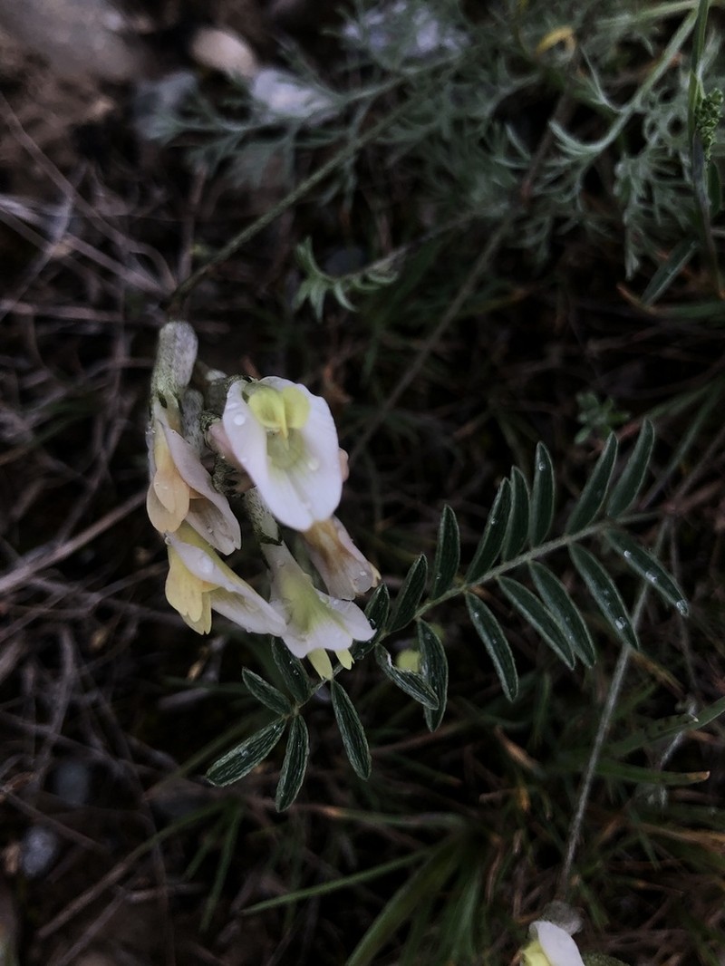 Astragalus macrotropis photo 7
