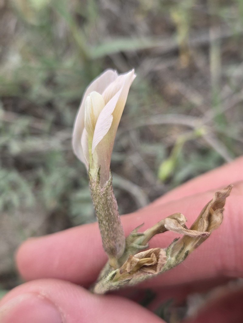 Astragalus macrotropis photo 8