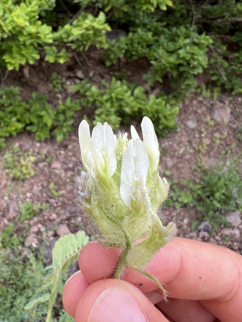 Astragalus macrouroides