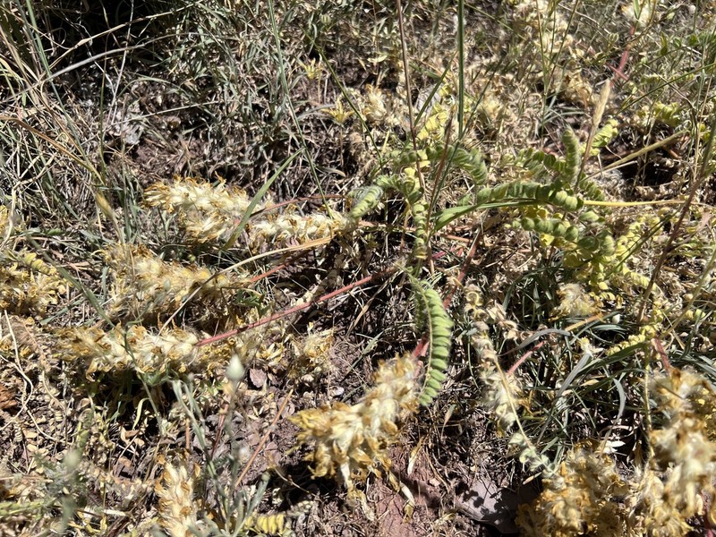 Astragalus macrouroides photo 2
