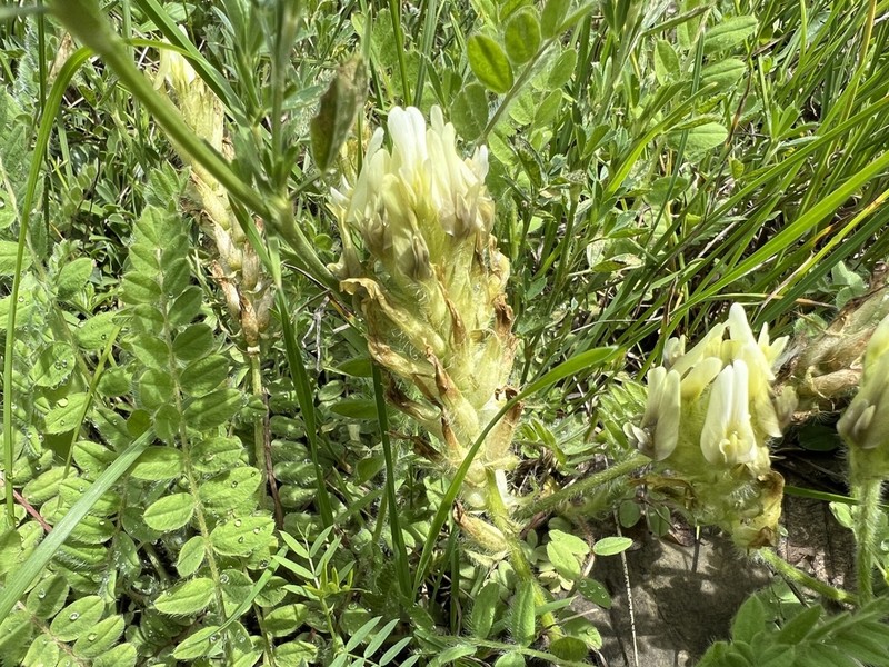 Astragalus macrouroides photo 3