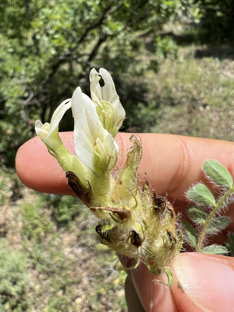 Astragalus macrouroides photo 4