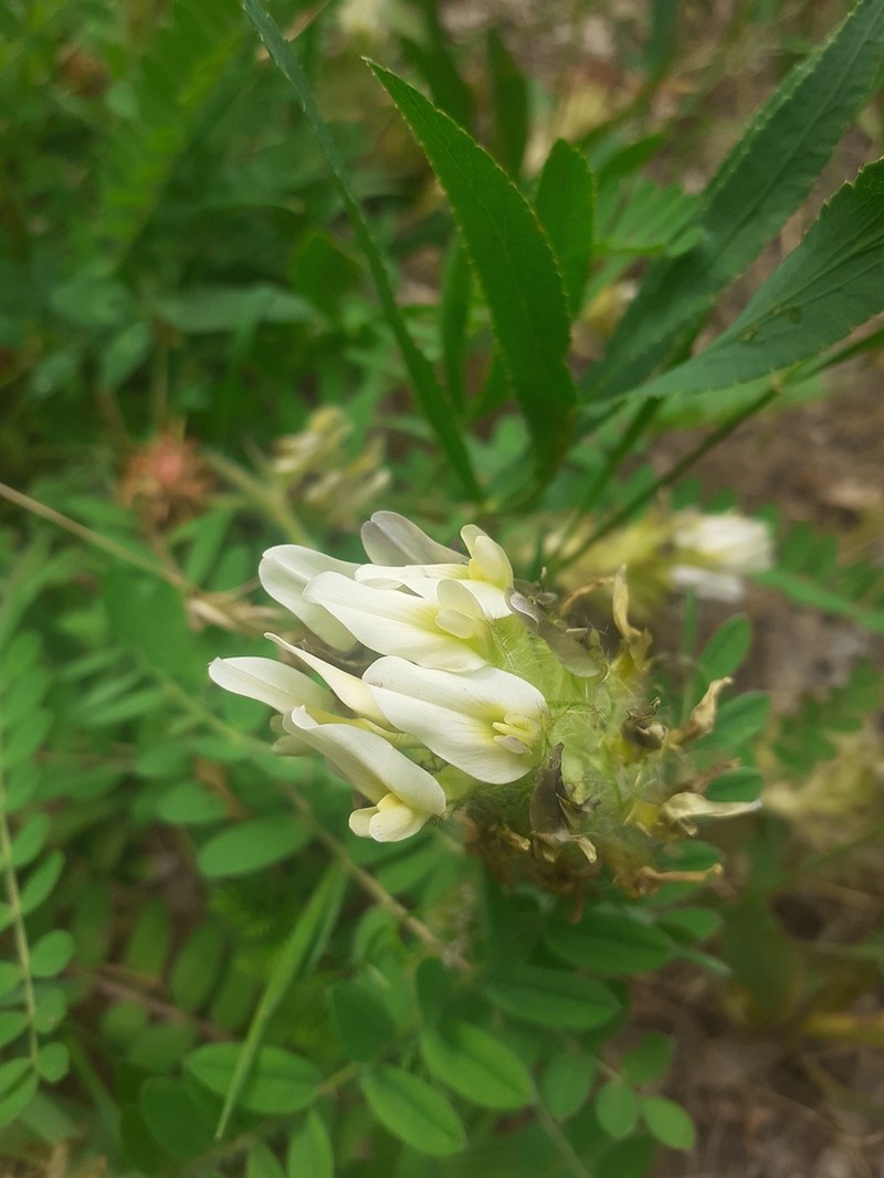 Astragalus macrouroides photo 5