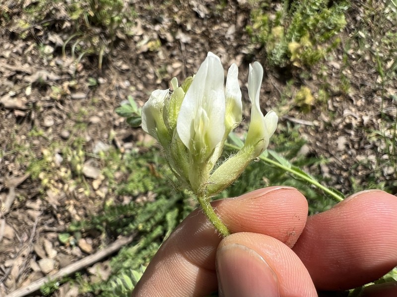 Astragalus macrouroides photo 6