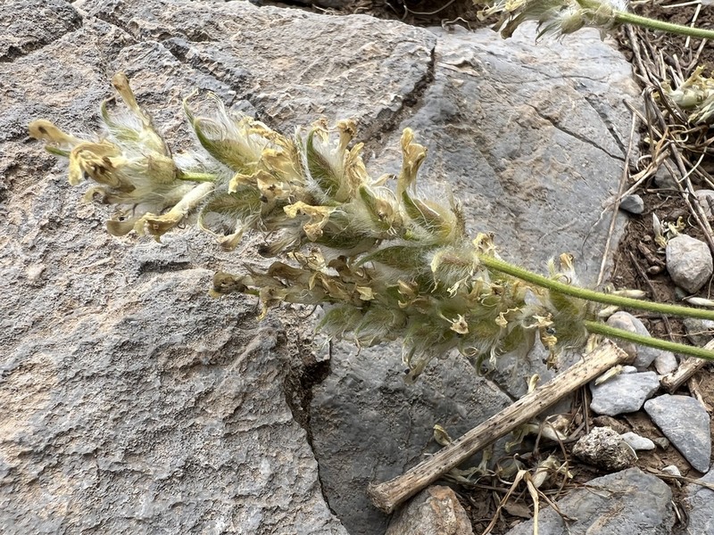 Astragalus macrourus