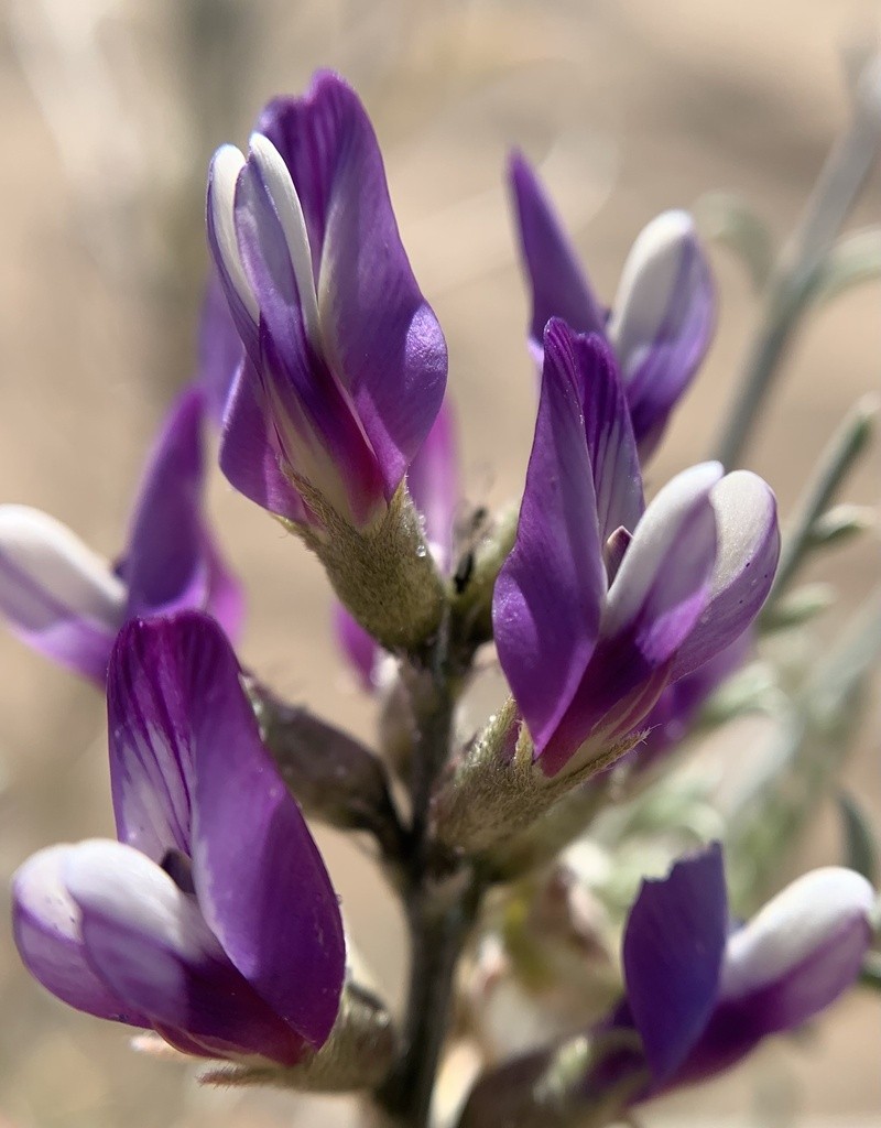 Satiny Milkvetch photo 2