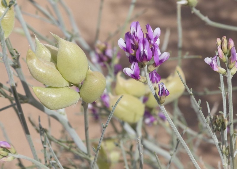 Satiny Milkvetch photo 3