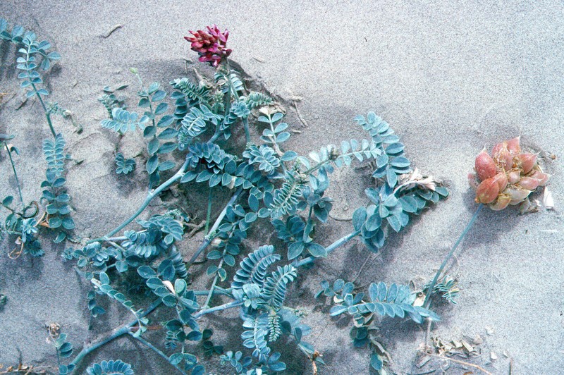 Satiny Milkvetch photo 6