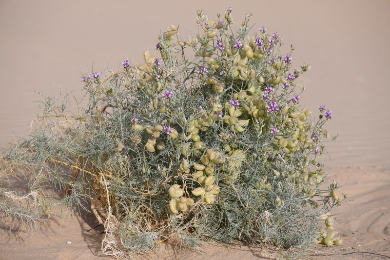 Satiny Milkvetch photo 7