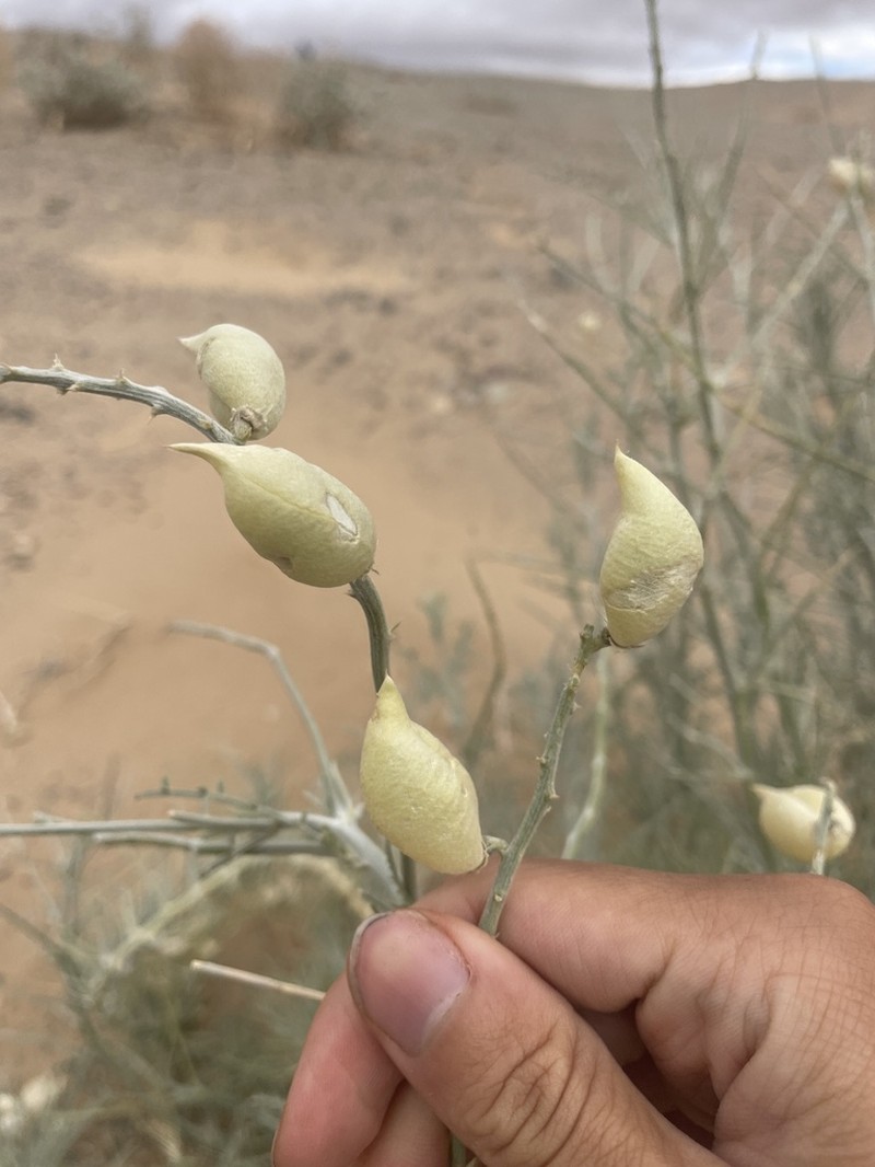 Satiny Milkvetch photo 8