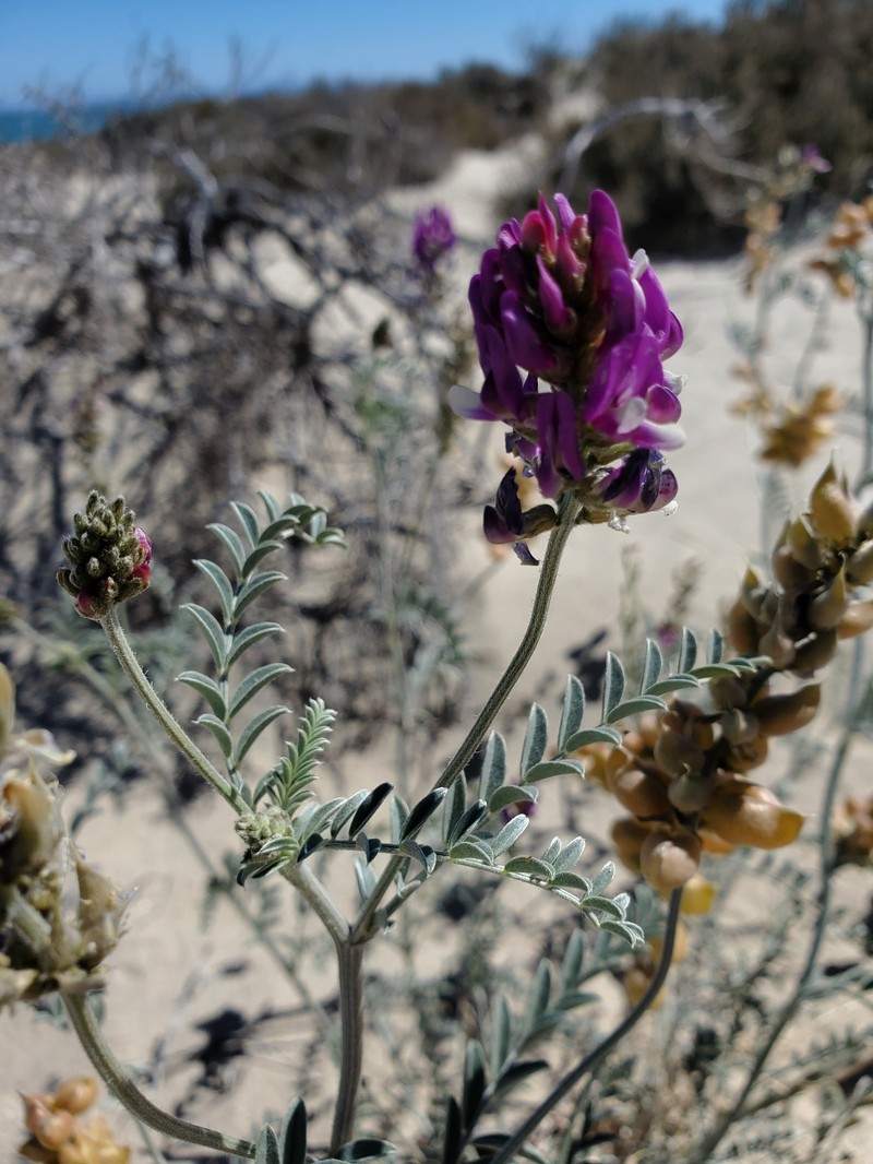 Astragalus magdalenae var. magdalenae