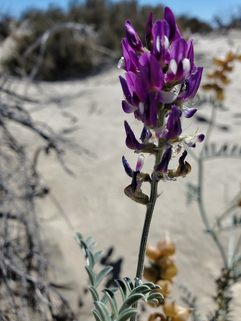 Astragalus magdalenae var. magdalenae photo 2