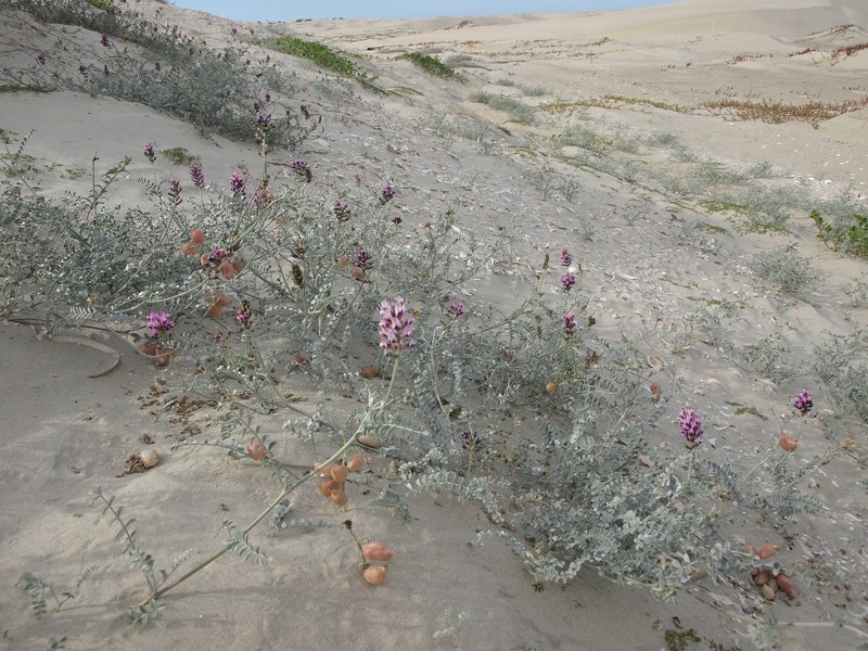 Astragalus magdalenae var. magdalenae photo 3