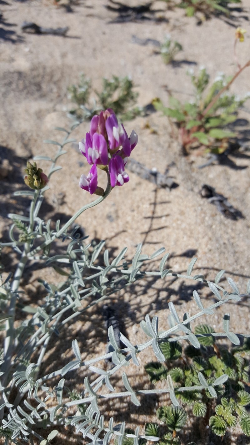 Astragalus magdalenae var. niveus