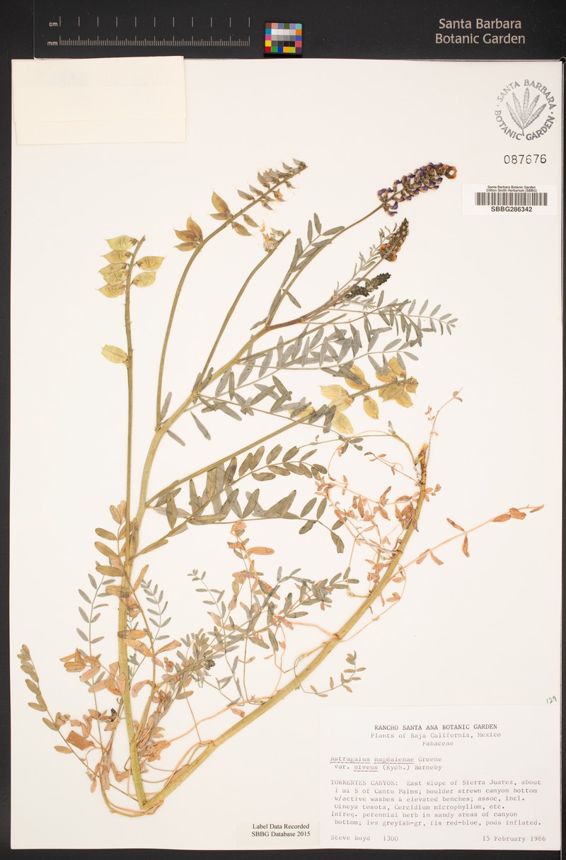 Astragalus magdalenae var. niveus photo 2