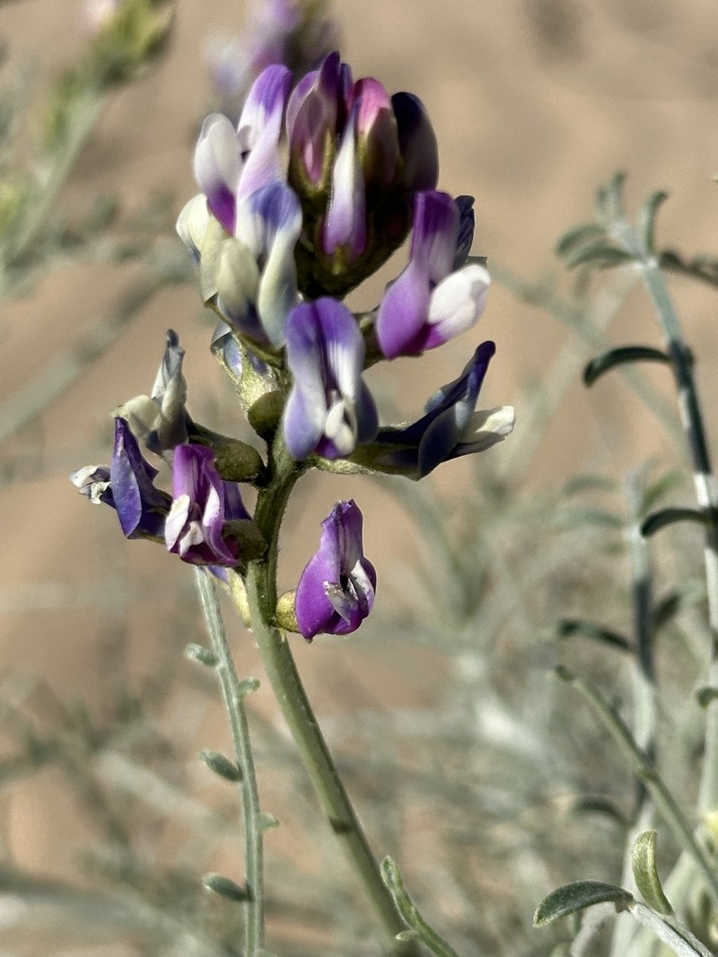 Astragalus magdalenae var. peirsonii
