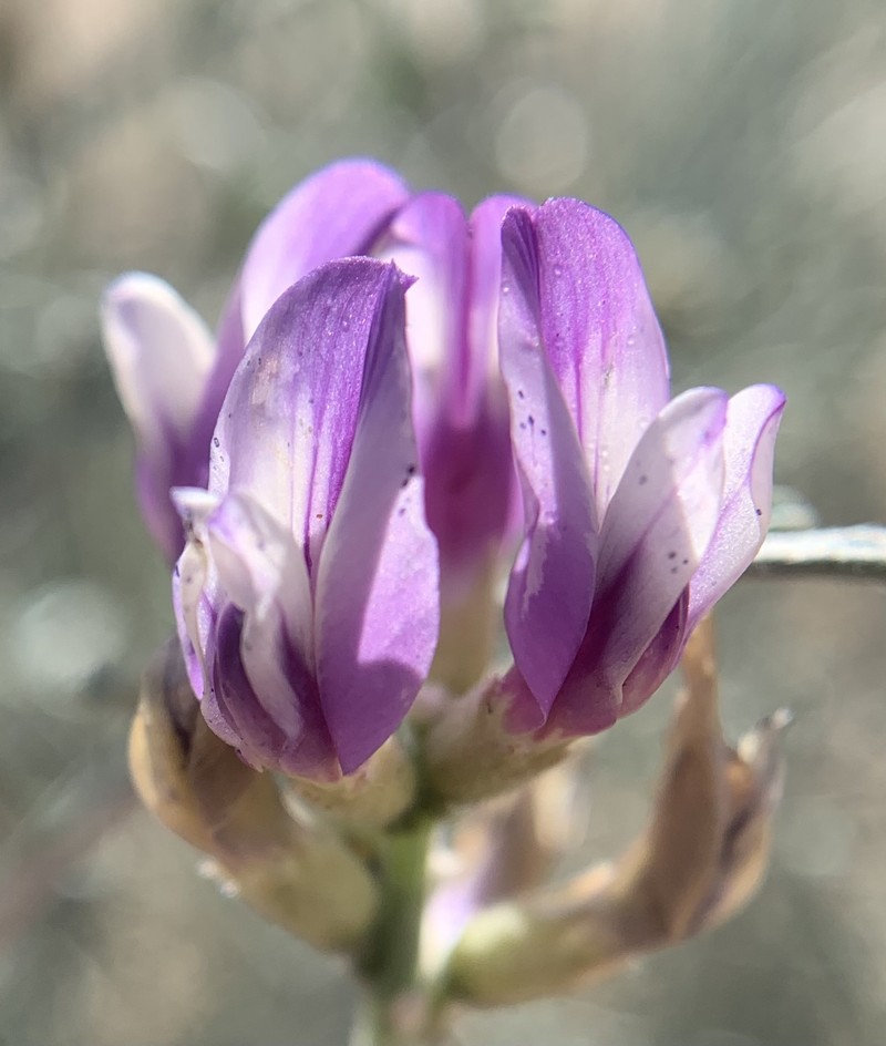 Astragalus magdalenae var. peirsonii photo 3