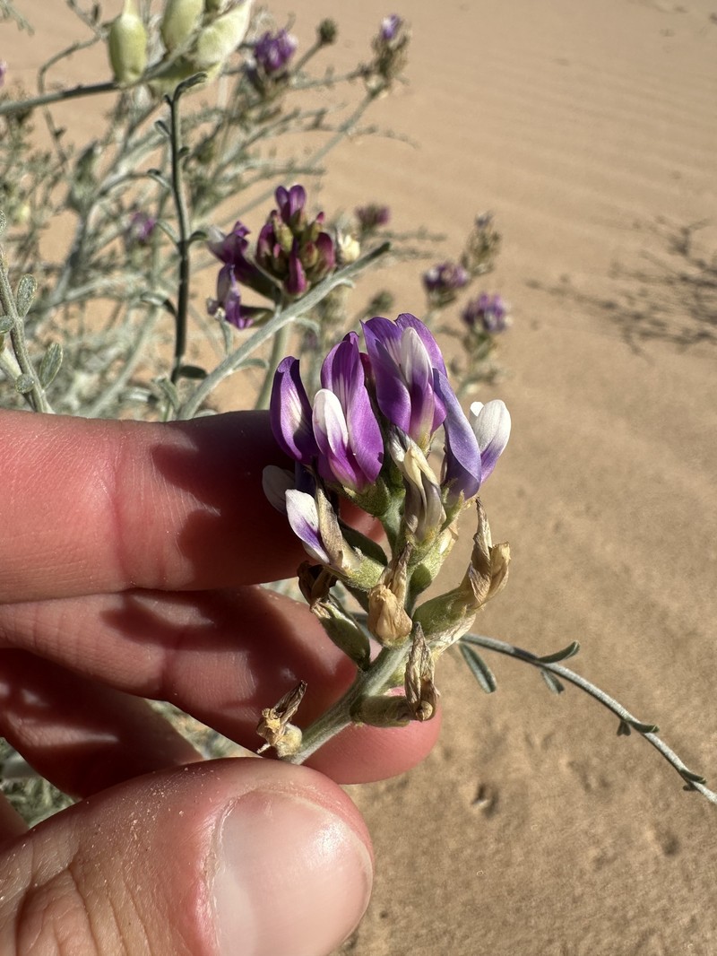 Astragalus magdalenae var. peirsonii photo 4