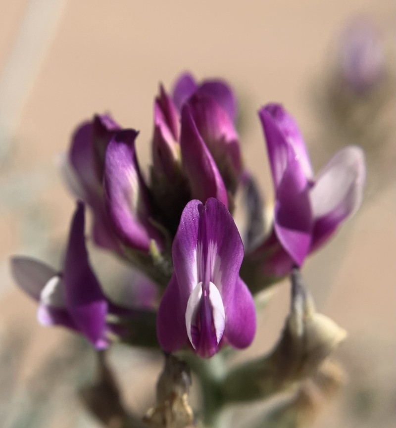 Astragalus magdalenae var. peirsonii photo 7