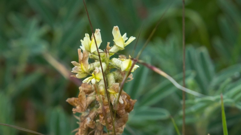 Astragalus mahoschanicus
