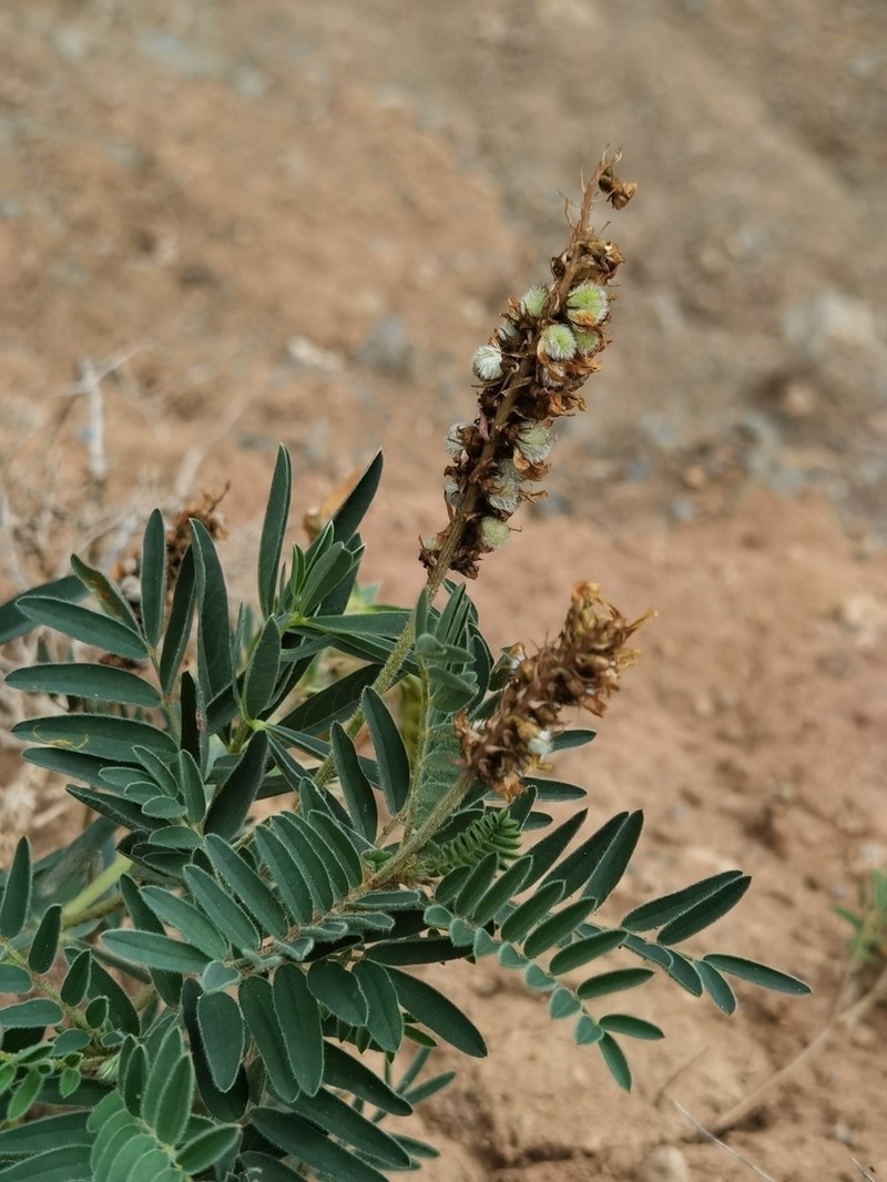Astragalus mahoschanicus photo 2